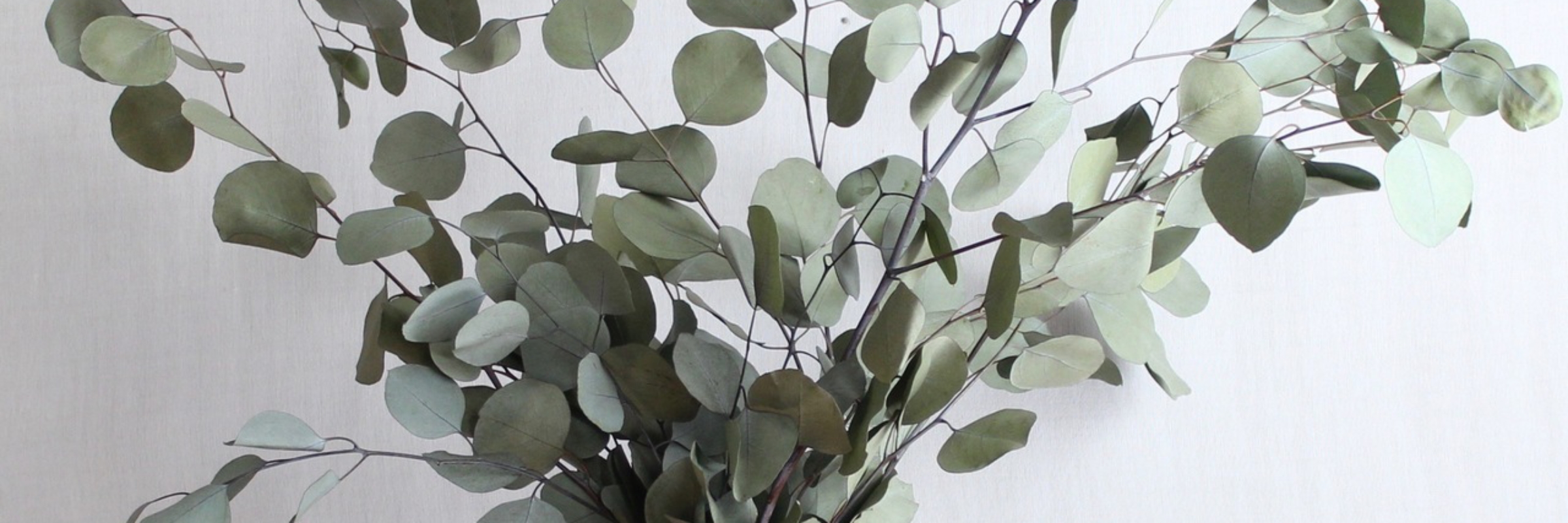 eucalyptus-3